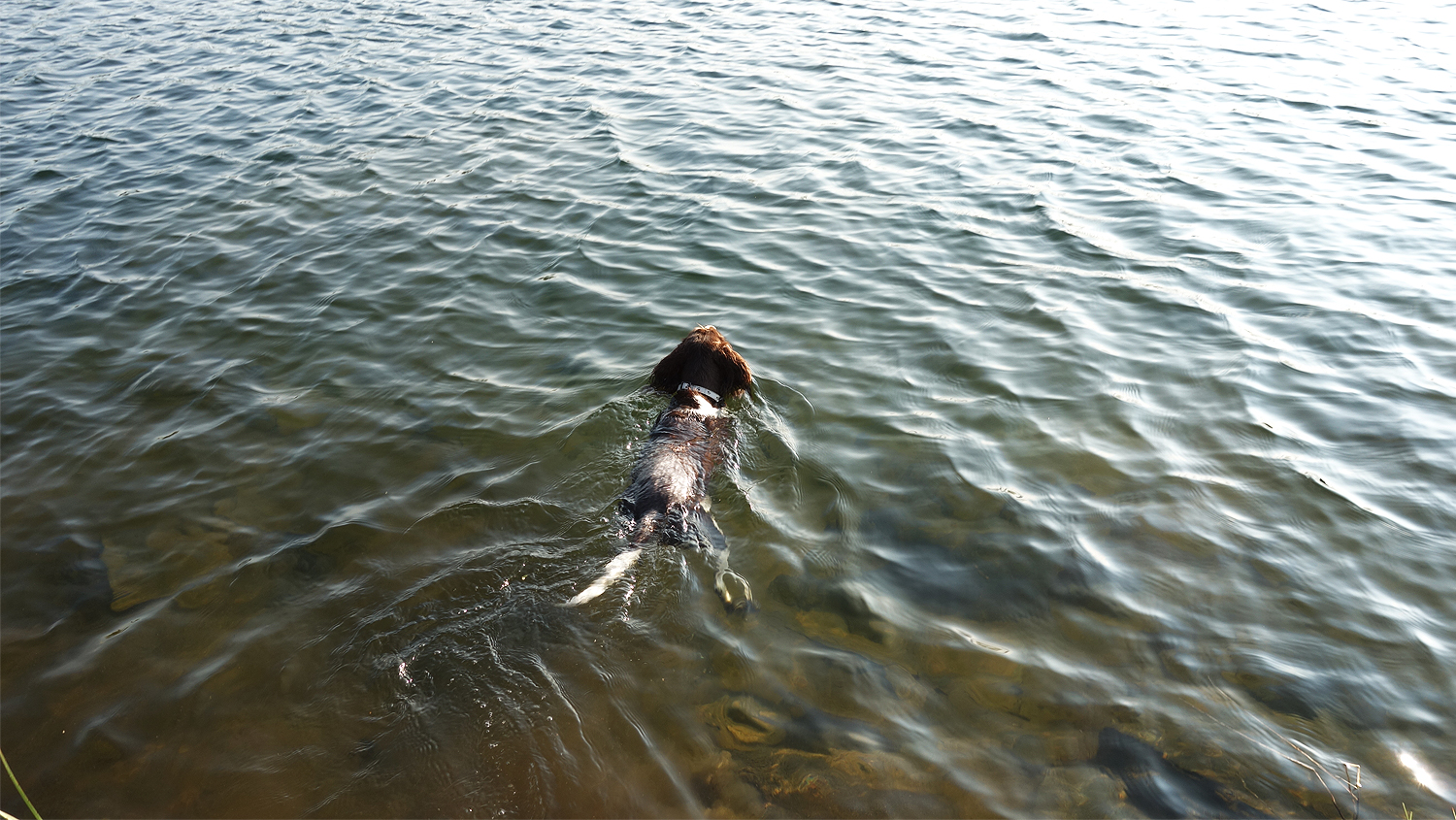 lizzy simmar i fjällsjöar